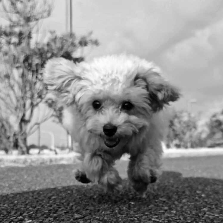 Abbie公園デビュー